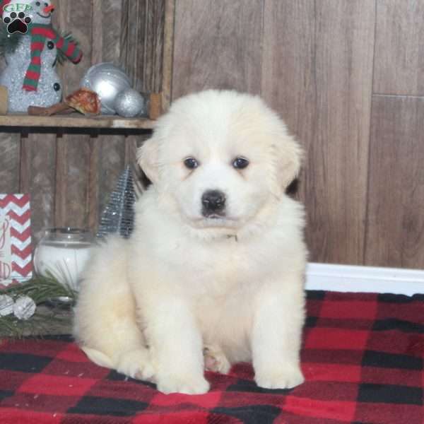 Ranger, Great Pyrenees Puppy